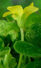  Flower (Lateral view) (see calyx)
